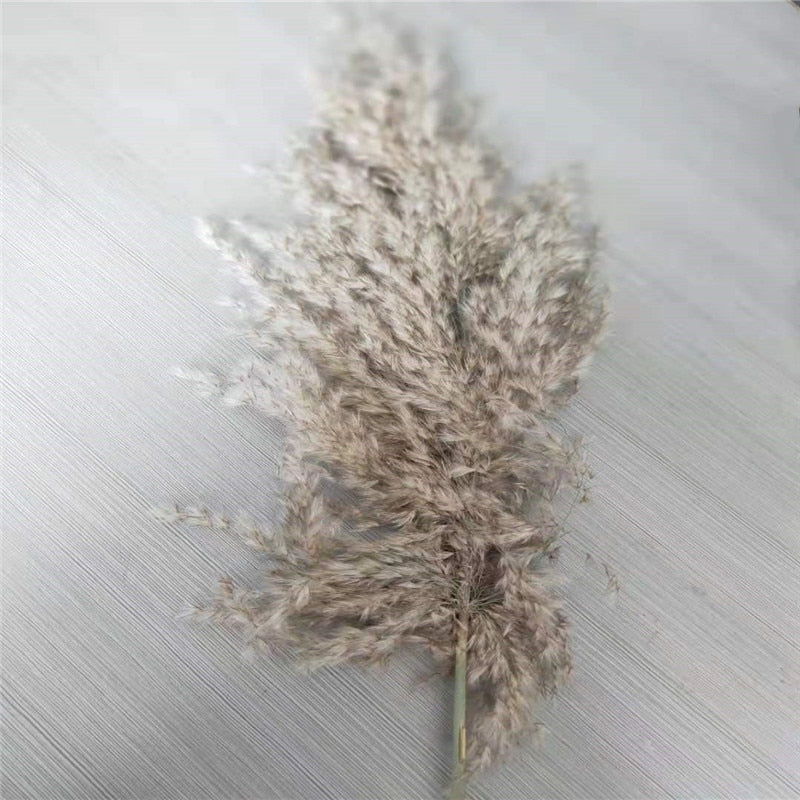 Pampas grass dried flowers bunch  with feather flowers.