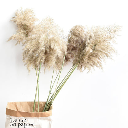 Pampas grass dried flowers bunch  with feather flowers.