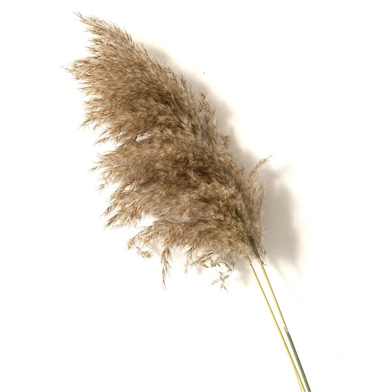 Pampas grass dried flowers bunch  with feather flowers.