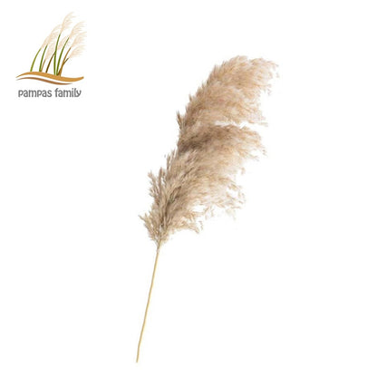 Pampas grass dried flowers bunch  with feather flowers.