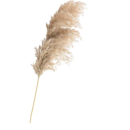 Pampas grass dried flowers bunch  with feather flowers.